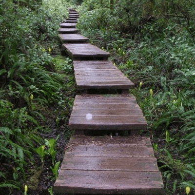 Image of wooden steps in a forest - innerVelocity.bike